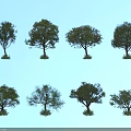 Various Arbor Trees with Different Canopy Shapes Against Clear Blue Sky Background