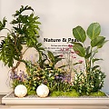 Bonsai Potted Plants Display With Large Leaves Small Flowers White Spherical Decorations Nature Peace Theme