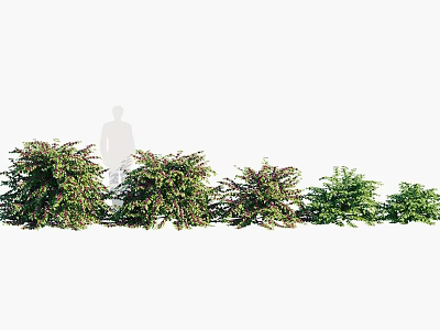 Different Garden Shrub Varieties With Various Sizes And Colorful Green Purple Foliage 3d model