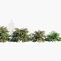 Different Garden Shrub Varieties With Various Sizes And Colorful Green Purple Foliage