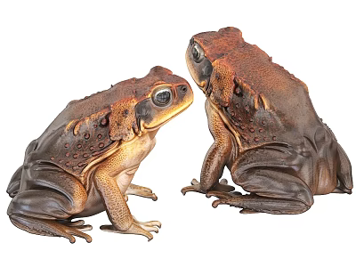 Two Brown Reptilian Toads Sitting Face To Face With Textured Skin And Large Eyes 3d model