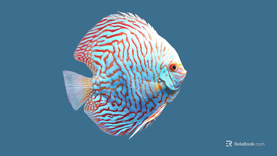 Vibrant Discus Fish with Red and Blue Stripes and Round Body Against Blue Background 3d model 