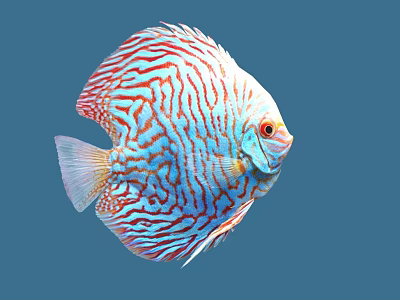 Vibrant Discus Fish with Red and Blue Stripes and Round Body Against Blue Background 3d model