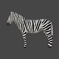 Detailed 3D Game Movie Character Zebra With Black White Stripes Standing Pose