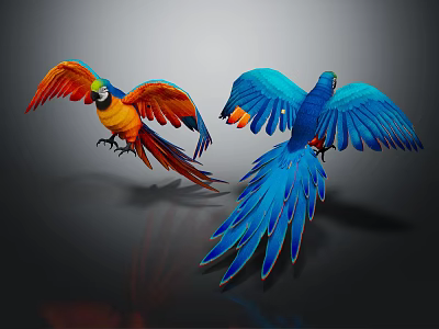 Bird Xuan Feng Parrot Birds 3d model