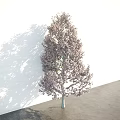 Blooming Arbor Tree With Pink Flowers Against White Wall And Gray Floor