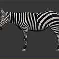 3D Rendered Game Movie Character Black White Striped Zebra on Gray Background with Reflection