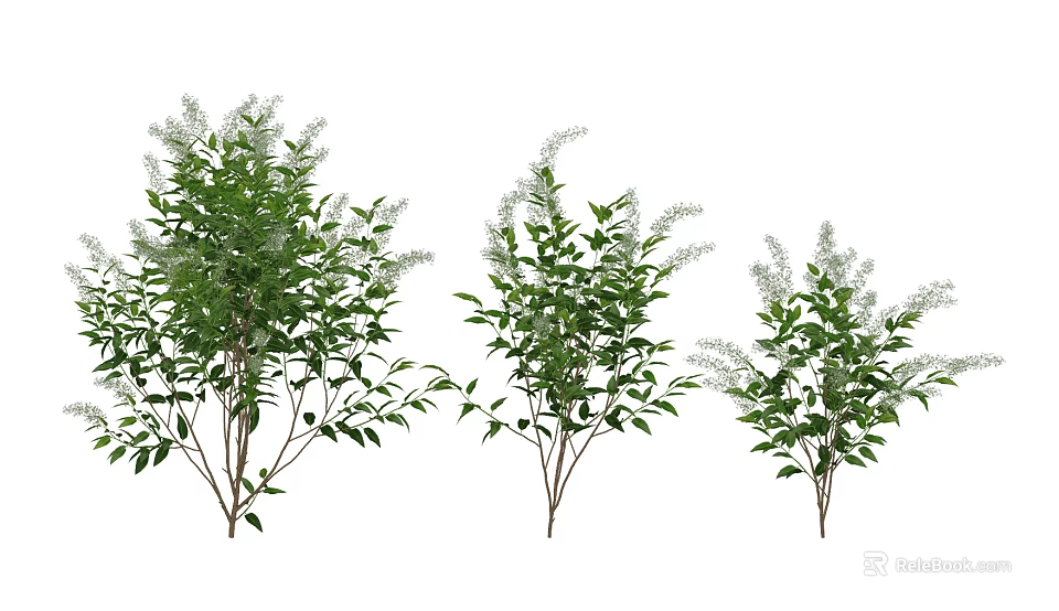 Decorative Shrubs With Green Leaves And Small White Flowers In Various Sizes 3d model 