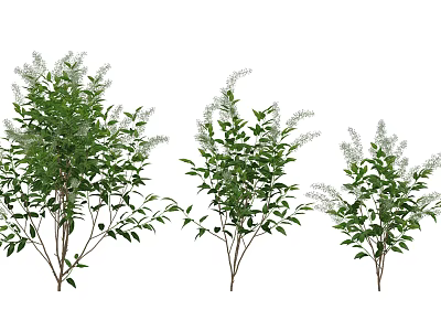 Decorative Shrubs With Green Leaves And Small White Flowers In Various Sizes 3d model
