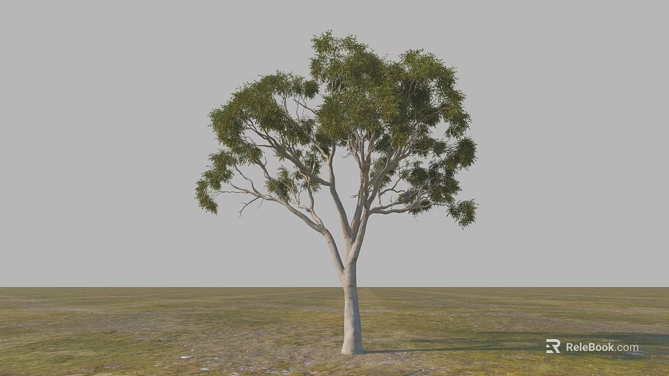 Garden Landscape Featuring Single Tree With Slender Trunk And Spreading Lush Green Leaves On Grassland 3d model 