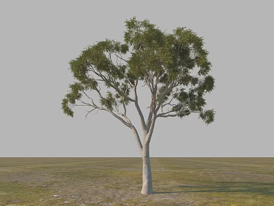 Garden Landscape Featuring Single Tree With Slender Trunk And Spreading Lush Green Leaves On Grassland 3d model