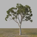 Garden Landscape Featuring Single Tree With Slender Trunk And Spreading Lush Green Leaves On Grassland