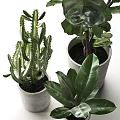 Various Potted Plants Including Large Leafy Green And Cactus In Concrete Pots
