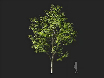 Tall Arbor With Green Lush Leaves Against Black Background And Human Silhouette Beside 3d model