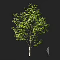 Tall Arbor With Green Lush Leaves Against Black Background And Human Silhouette Beside