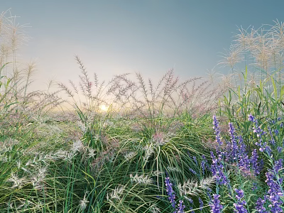 Vibrant Purple Flowers And White Grasses In Field Under Blue Sky With Sunrise Sunlight 3d model
