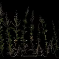 Lush Green Herb Plants With Tall Stems And Fresh Leaves Arranged On Black Background