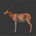 Spotted Deer With Orange Coat White Spots And Large Antlers Standing On Dark Background