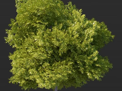 Lush Green Arbor With Dense Canopy And Sunlit Foliage Against Black Background 3d model