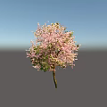Beautiful Flowering Arbor With Pink Blossoms And Lush Green Leaves In Garden