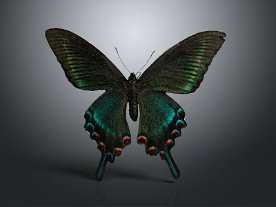 Vibrant Green and Black Butterfly with Iridescent Wings and Colorful Spots on Gray Background 3d model
