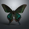 Vibrant Green and Black Butterfly with Iridescent Wings and Colorful Spots on Gray Background