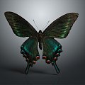 Modern Butterfly Colored Butterfly Tabby Butterfly Leaf Butterfly 3d model