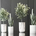 Stylish Bonsai And Cactus Potted Plants In White Geometric Pattern Planters On Dark Background