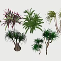 Various Types Of Arbor Trees With Different Leaf Shapes And Trunk Features