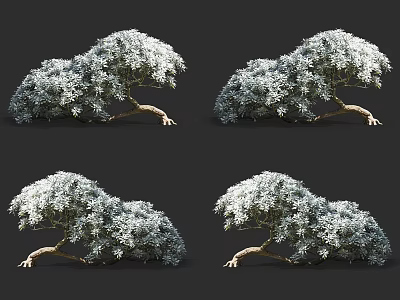 White Leafy Shrubs With Curved Branches Shown From Multiple Angles 3d model