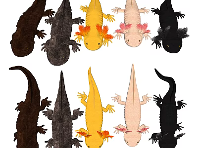 Colorful Aquatic Axolotl Varieties Displaying Different Natural Color Patterns And Features 3d model