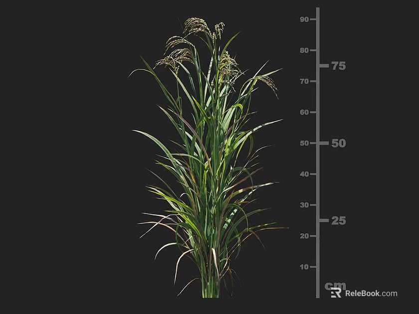 Mature Agricultural Crop Plant With Green Leaves And Height Measurement On Cm Scale 3d model 