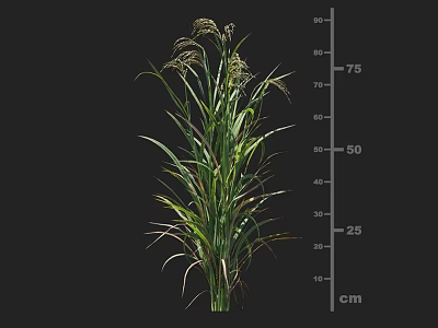 Mature Agricultural Crop Plant With Green Leaves And Height Measurement On Cm Scale 3d model