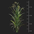 Mature Agricultural Crop Plant With Green Leaves And Height Measurement On Cm Scale