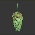Fresh Green Hops For Home Brewing Supplies With Natural Stem And Brown Tips