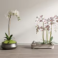 Bonsai Potted Orchid Plants With White And Pink Red Spotted Blooms In Decorative Metal Containers