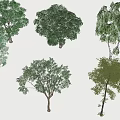 Eucalyptus 3d model
