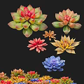 Colorful Succulent Plants With Rosette Shapes And Vibrant Red Green Yellow Blue Hues