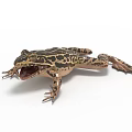Realistic Brown Black Striped Spotted Frog With Open Mouth And Webbed Feet