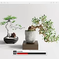 Indoor Bonsai Plants In Ceramic And Concrete Pots With Decorative Base