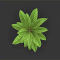 Lush Green Leaf Plant With Vibrant Healthy Foliage On Dark Background