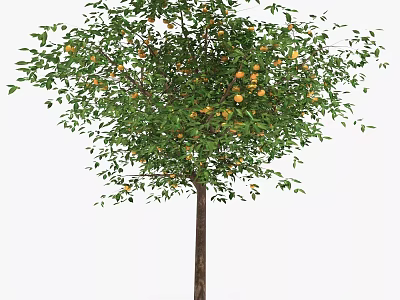 Healthy Citrus Tree With Ripe Orange Fruits And Green Leaves 3d model