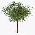 Healthy Citrus Tree With Ripe Orange Fruits And Green Leaves