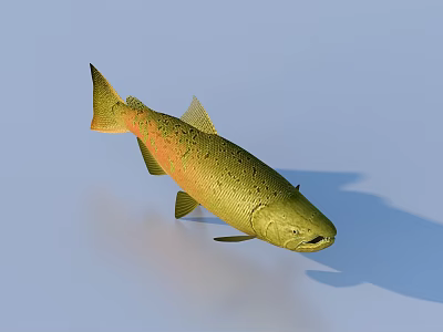 fish freshwater fish aquatic animal 3d model