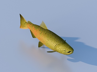 fish freshwater fish aquatic animal 3d model