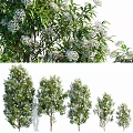 Arbor Tree with White Flowers and Lush Foliage in Various Sizes