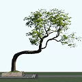 Graceful Curved Trunk Arbor With Lush Green Leaves Against Light Blue Sky