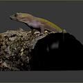 Vibrant yellow lizard perched on rough weathered tree bark in natural outdoor setting