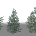 pine assemblage white fir conifer 3d model