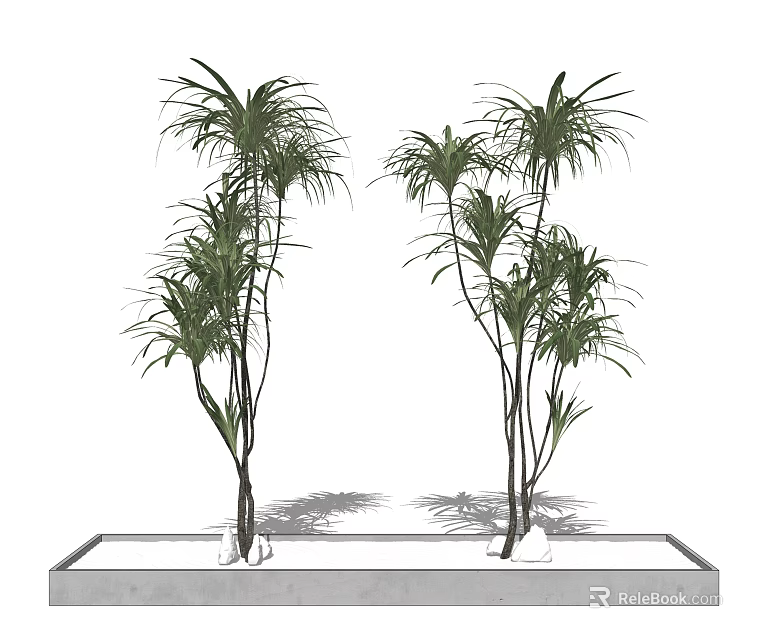 Decorative Bonsai Potted Plants With Tall Slender Leaves In Rectangular Concrete Planter 3d model 